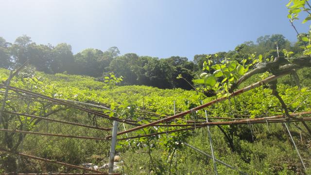 東勢山坡地-0