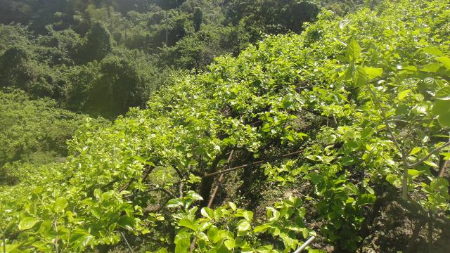 東勢山坡地-1