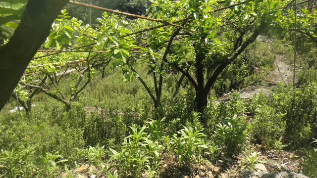 東勢山坡地-2