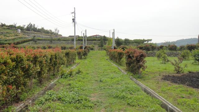 東勢農地-1