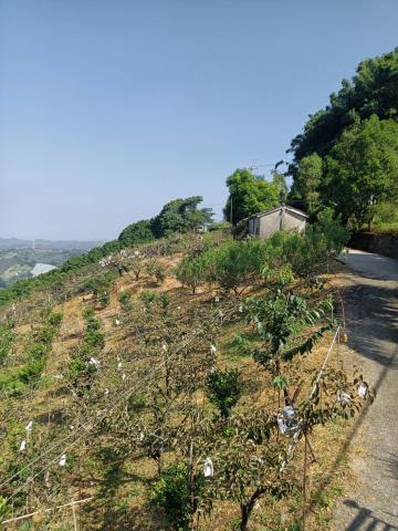 東勢山坡地-4