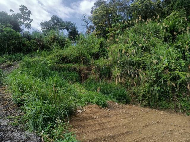 東勢山坡地-1