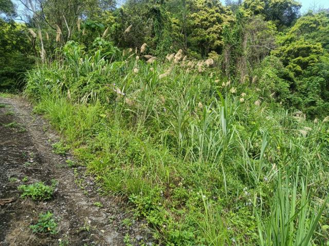 東勢山坡地-2