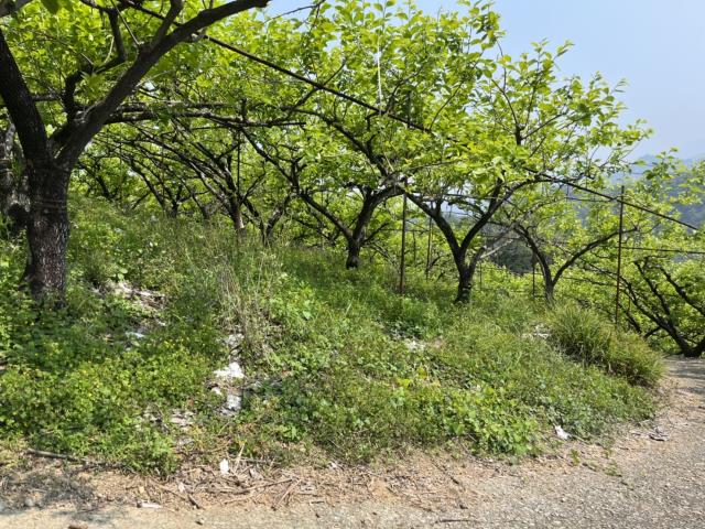 台中山坡地-0