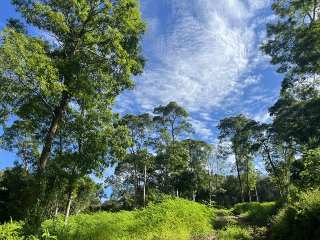 東勢山坡地-5