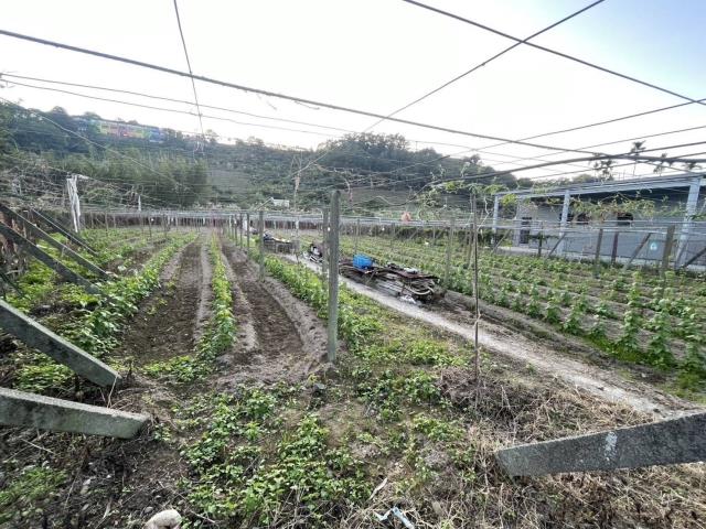 東勢農地-1