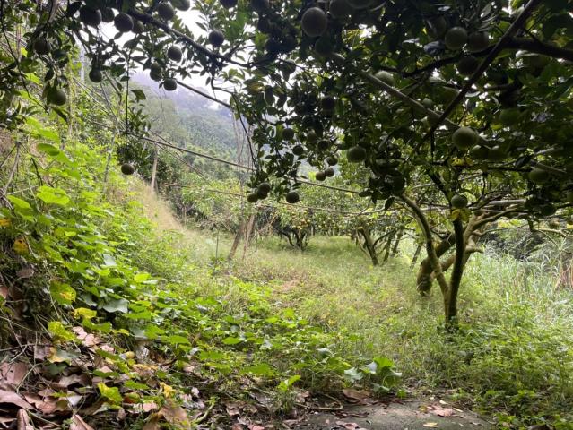 台中東勢山坡地-3