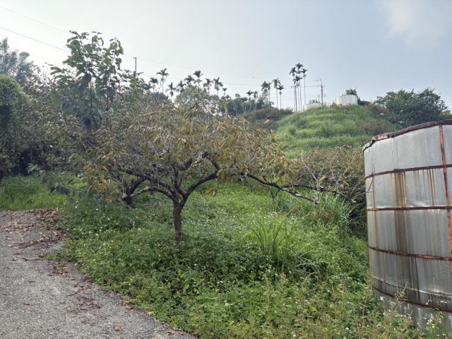 台中東勢山坡地-1