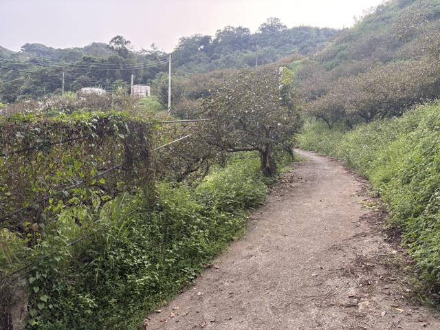 台中東勢山坡地-2